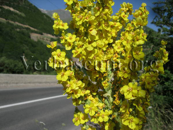 verbascum songaricum1