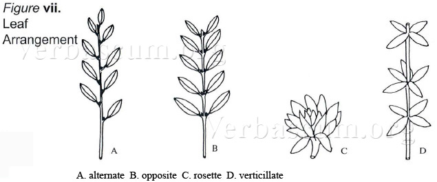 figVII